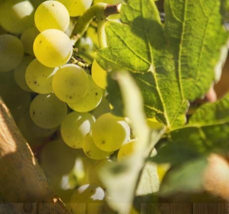 Agriturismo L'Eremo Volpago del Montello エクステリア 写真